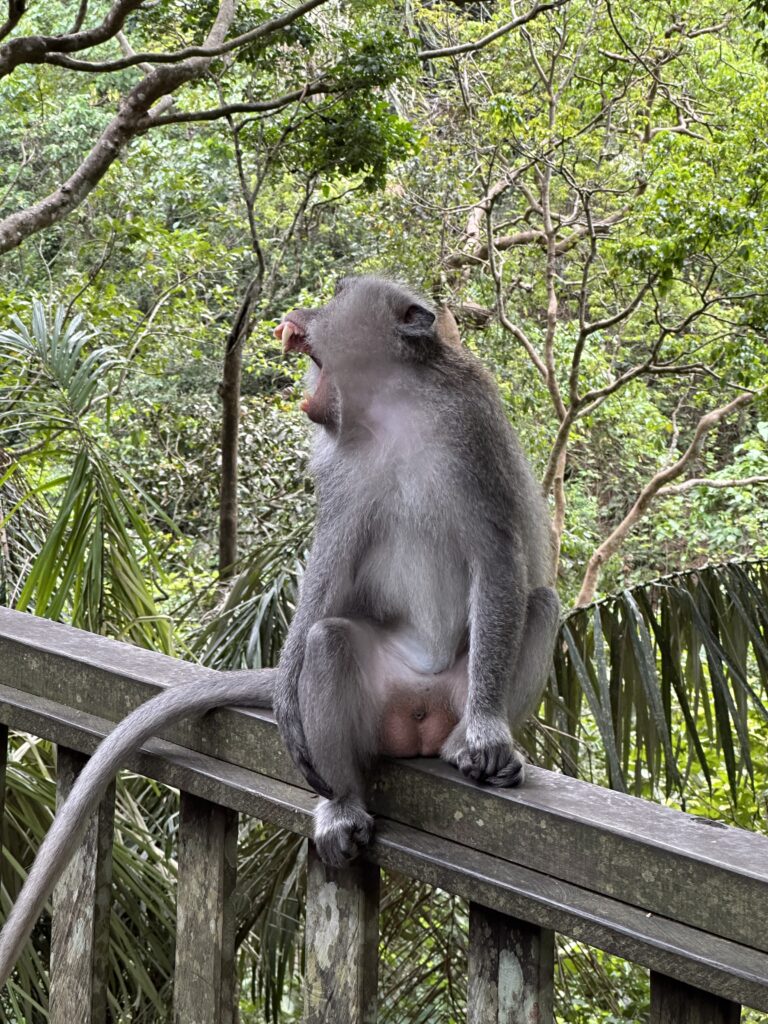 Monkey Forest Ubud